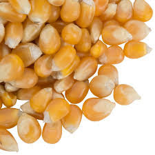 bulk popcorn seeds for planting Popcorn Kernels / Seeds